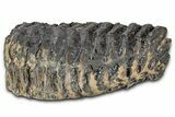 Palaeoloxodon (Mammoth Relative) Molar - Hungary #357030-3